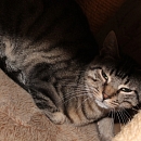George