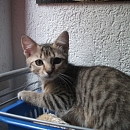 Lilly