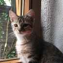 Lilly