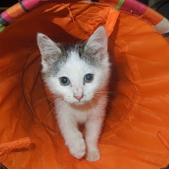 Matilda