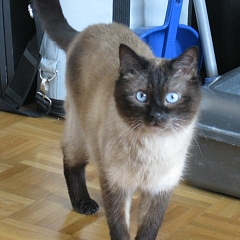 Miko