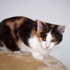 Shanti