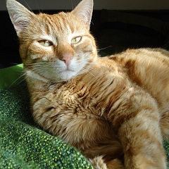Ronja