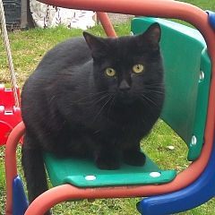 Lio
