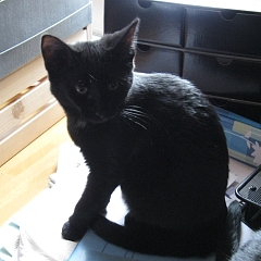 Perla