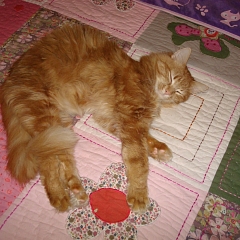 Custer