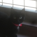 Bella