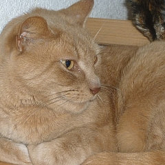 Puma 1