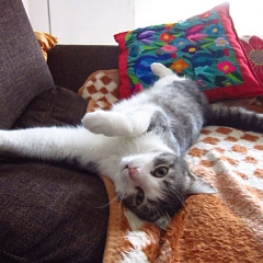 Camillo