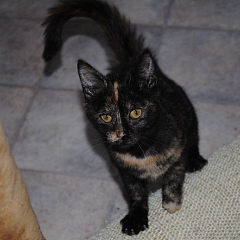 Prinzessin Kisha