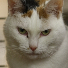 Abbie
