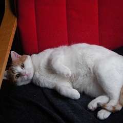 Aslan