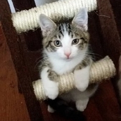 Bella