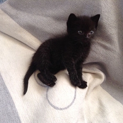 Moppelchen Louc