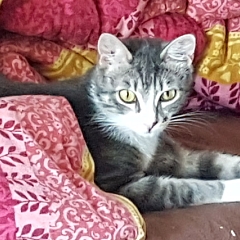 Pippo