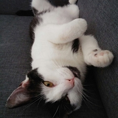 Lola