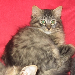 Tigra