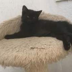 Blacky