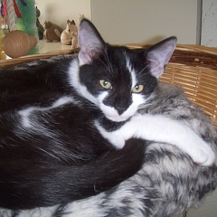 Curtis