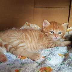 Simba