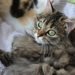 Mia