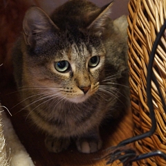 Estrella