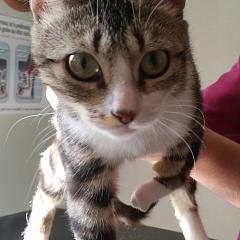Mika