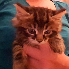 Lilly