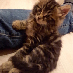 Gismo