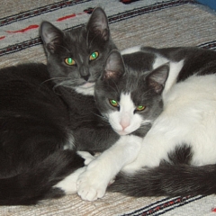 Rocky und Murphy
