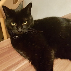 Kira - die schwarze Schönheit