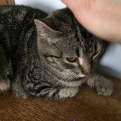 Sookie