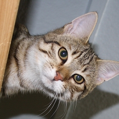 Clyde- Katzen-, Hunde- und Menschenversteher