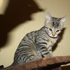 Dexi