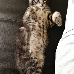 Diva
