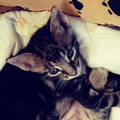 Bugxi