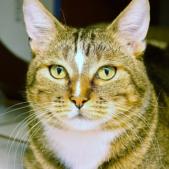 Indy