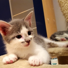Tara