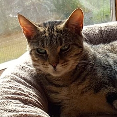 Minou