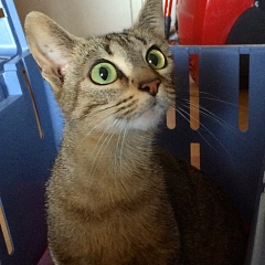 Püppi