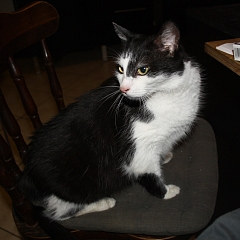 Baileys