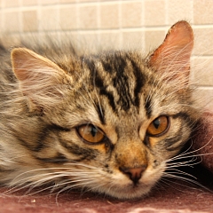 Nando
