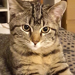 Peanut