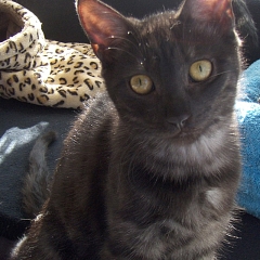 Rafiki