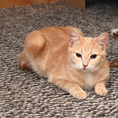 Pumpkin