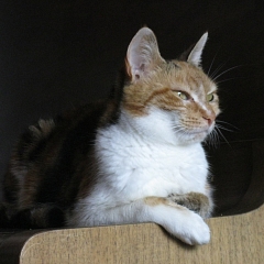 Anumis