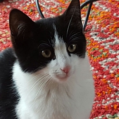 Casimir