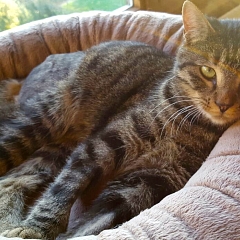 Oskar