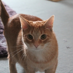 Mur