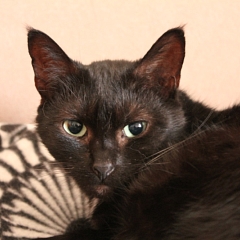 Shira